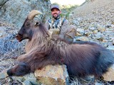  Bull Tahr Foot Hunt on Free Range private land- New Zealand Hunting Safaris