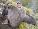 Bull Tahr Foot Hunt on Free Range private land- New Zealand Hunting Safaris - 9 of 14