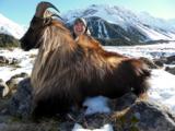  Bull Tahr Foot Hunt on Free Range private land- New Zealand Hunting Safaris - 2 of 14