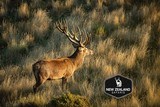 Red Stag & Fallow Buck combination hunt
- 3 of 15