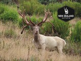 Red Stag & Fallow Buck combination hunt
- 2 of 15