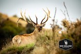 Red Stag & Fallow Buck combination hunt
- 4 of 15