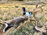 Red Stag & Fallow Buck combination hunt
- 6 of 15