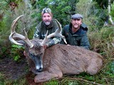 Red Stag & Fallow Buck combination hunt
- 5 of 15