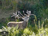Red Stag & Fallow Buck combination hunt
- 7 of 15