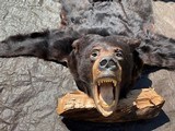 Black Bear trophy rug - 10 of 14
