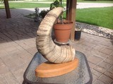 Carved Dall Sheep Horn - 6 of 9