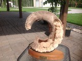 Carved Dall Sheep Horn - 8 of 9
