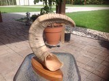 Carved Dall Sheep Horn - 7 of 9