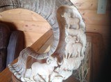 Carved Dall Sheep Horn - 5 of 9