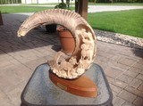 Dall Sheep Horn - 1 of 7