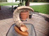 Dall Sheep Horn - 6 of 7