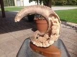 Dall Sheep Horn - 7 of 7