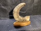 Tom Cooper carved Dall Sheep Horn - 4 of 5