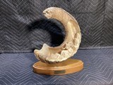 Tom Cooper carved Dall Sheep Horn - 3 of 5