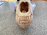 Alaska Grizzly Skull - 2 of 5
