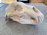 Alaska Grizzly Skull - 3 of 5