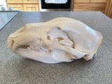 Alaska Grizzly Skull - 1 of 5