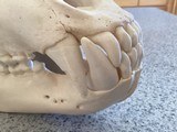 Alaska Grizzly Skull - 5 of 5