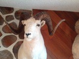 Record Book Dall Sheep - Image 4 of 4