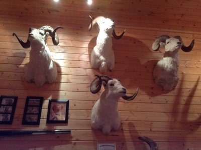 Record Book Dall Sheep - Image 2 of 4