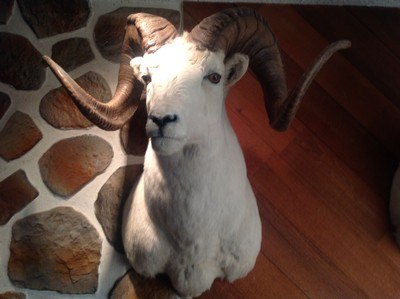 Record Book Dall Sheep - Image 1 of 4