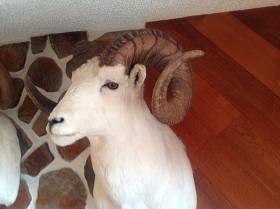 Record Book Dall Sheep - Image 3 of 4