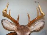 Three Whitetails Deer Heads - 2 of 4