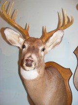 Three Whitetails Deer Heads - 3 of 4