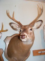 Three Whitetails Deer Heads - 4 of 4
