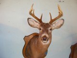 Three Whitetails Deer Heads - 1 of 4