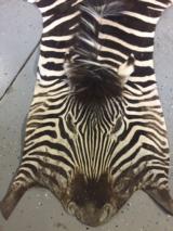 Large African Burchell Zebra Rug - 2 of 4