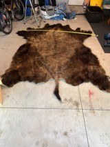 Full Winter Montana Buffalo - 2 of 5