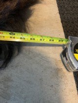 Full Winter Montana Buffalo - 4 of 5