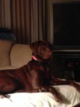 Crescent Arms S/S 410 2.5 26"- 11 of 11