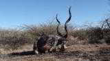 Trophy Kudu Safari in northern Namibia for 55-60 Inch Bulls!!! - 2 of 12