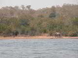 10 Day Trophy Elephant Safari in Zimbabwe!! 100% Shooting/Fully Exportable. 35-45 # average!! - 12 of 12