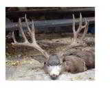 Nebraska Trophy Mule Deer OR Whitetail Hunt (Hunters Choice!!) 100% shooting over the last 5 seasons!!! - 12 of 12