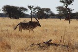 Namibian Luxury Safari ***6 day hunt with 4 full days of hunting and includes the following animals Gemsbok, Warthog & Duiker or Steenbok*** - 9 of 14