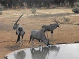 Namibian Luxury Safari ***6 day hunt with 4 full days of hunting and includes the following animals Gemsbok, Warthog & Duiker or Steenbok*** - 3 of 14
