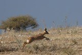 Namibian Luxury Safari ***6 day hunt with 4 full days of hunting and includes the following animals Gemsbok, Warthog & Duiker or Steenbok*** - 6 of 14