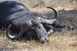 10 Day hunt for monster Cape Buffalo!! FAIR CHASE!! 100% SHOOTING!! - 13 of 13