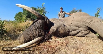 Zimbabwe 10 Day Exportable Elephant Safari all inclusive price!