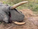 Zimbabwe 10 Day Exportable Elephant Safari all inclusive price! - 6 of 7