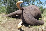 Zimbabwe 10 Day Exportable Elephant Safari all inclusive price! - 2 of 7