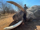 Zimbabwe 10 Day Exportable Elephant Safari all inclusive price! - 7 of 7