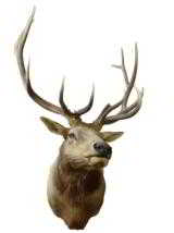 Idaho elk shoulder mount; 42"W x 60"H, protrudes 49". - 1 of 3