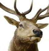 Idaho elk shoulder mount; 42"W x 60"H, protrudes 49". - 2 of 3