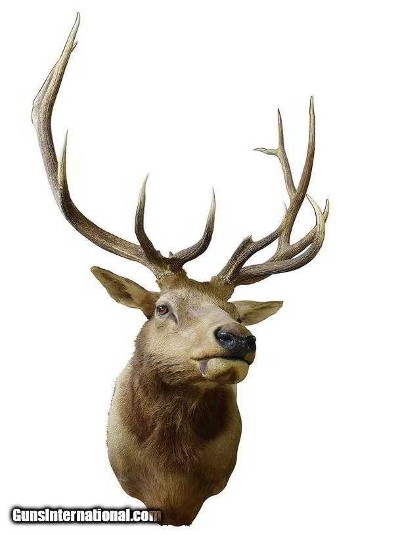Idaho elk shoulder mount; 42"W x 60"H, protrudes 49".