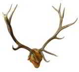 Massive elk sheds - almost 60" x 60". Scores 400 +/- - 1 of 2